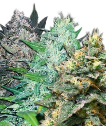 We offer a very large selection of marijuana seeds for sale online that can legally be sold as souvenirs for collecting purposes.

Autoflowering, feminized, CBD seeds, and more.  All strains from top reliable brands.