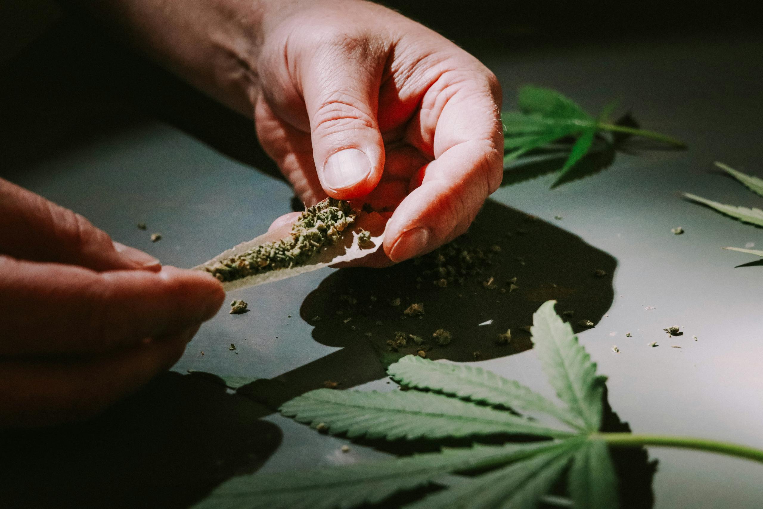 Detailed close-up of hands rolling a cannabis joint with marijuana leaves scattered around. rolling papers bleached unbleached RAW
